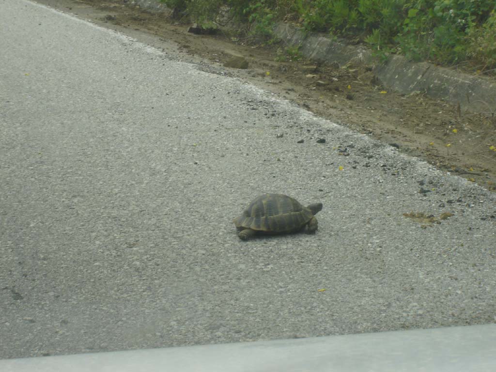schildkr&ouml;te
